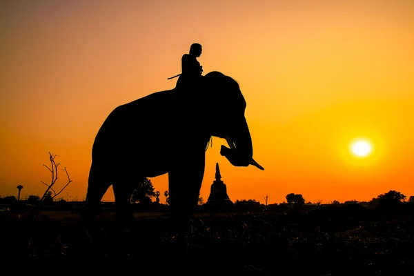 Silueta akce Elephant v provincii ayutthaya, Thajsko. — Stock fotografie