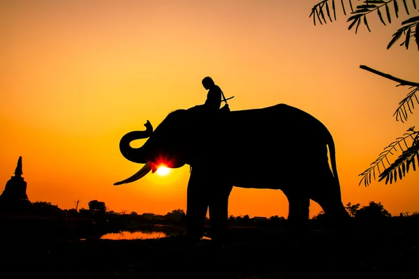 Azione silhouette di elefante nella provincia di Ayutthaya, Thailandia — Foto Stock