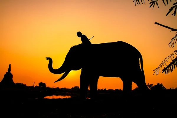 Silhouette action de l'éléphant dans la province d'Ayutthaya, thailand — Photo