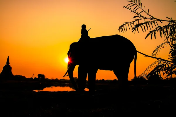 Azione silhouette di elefante nella provincia di Ayutthaya, Thailandia — Foto Stock