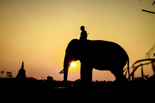 Silhouette action of elephant in Ayutthaya Province, thailand — Stock Photo, Image