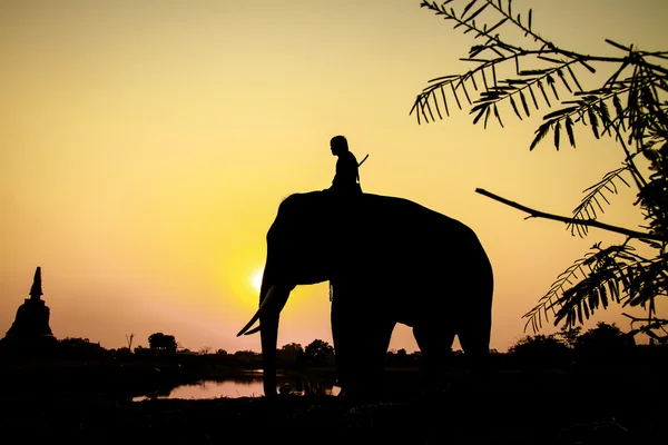 Siluet eylem filin ilindeki ayutthaya, Tayland — Stok fotoğraf