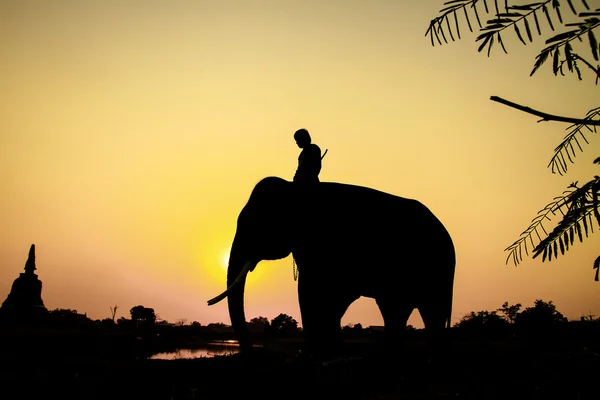 Silhouette eines Elefanten in der thailändischen Provinz Ayutthaya — Stockfoto