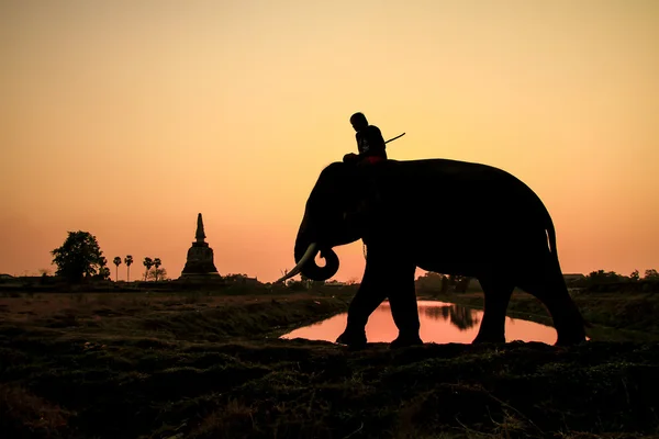 Silueta akce Elephant v provincii ayutthaya, Thajsko — Stock fotografie