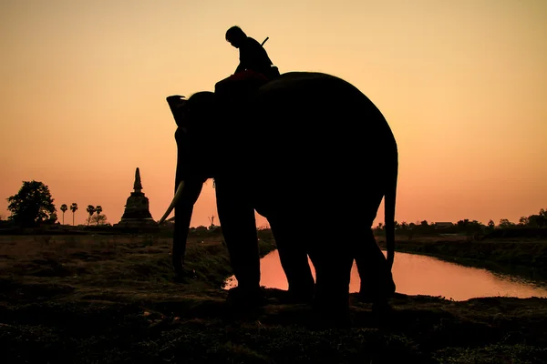 Silhouette action of elephant in Ayutthaya Province, thailand — Stock Photo, Image