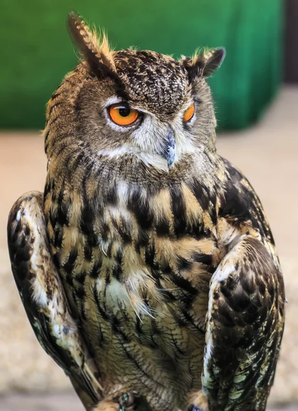 Eurasian Eagle Owl — Stock Photo, Image