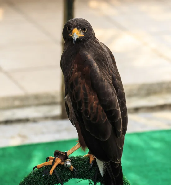 Harris Hawk (Parabuteo unicinctus) — Stock Photo, Image