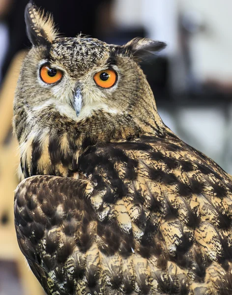 Chouette aigle d'Eurasie — Photo