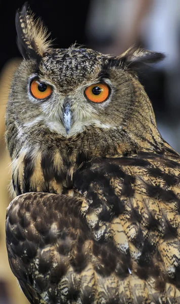 Eurasian Eagle Owl — Stock Photo, Image