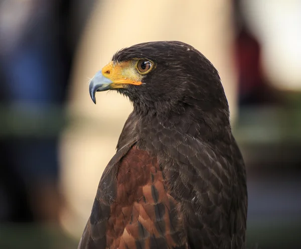 Harris Hawk (Parabuteo unicinctus) — Stock Photo, Image