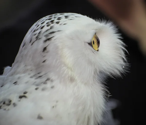 Snowy owl — Stock Photo, Image