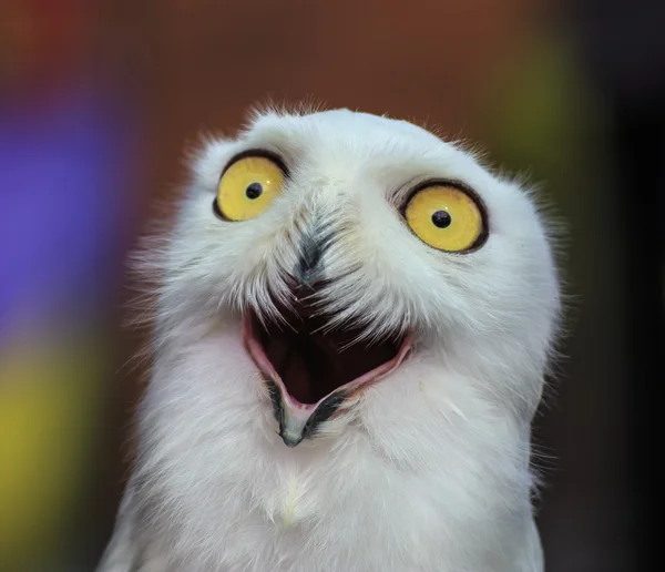 Snowy owl — Stock Photo, Image