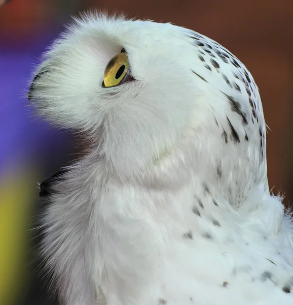 Close up snowy owl — Stock Photo, Image