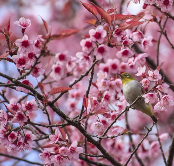 Mignon oiseau assis sur la branche de l'arbre en fleurs — Photo