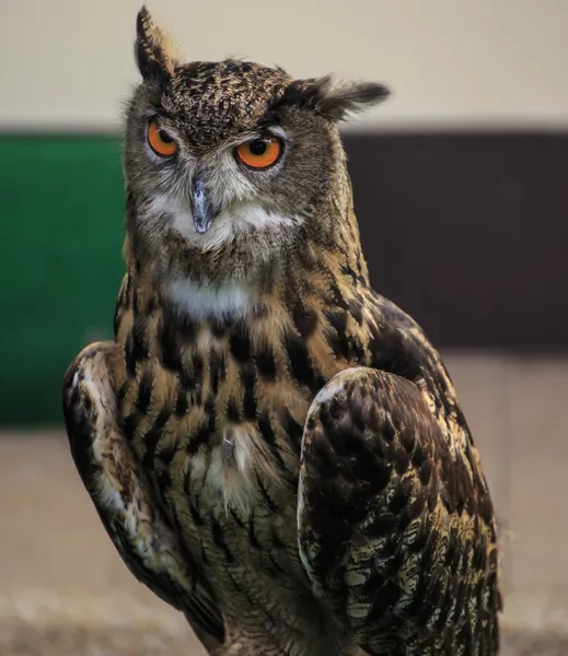 Coruja de águia eurasiana — Fotografia de Stock