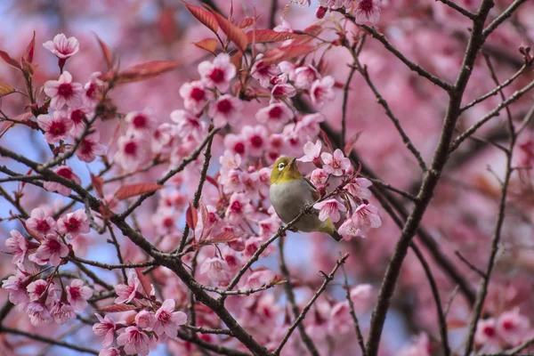 Cute bird sitting on blossom tree branch — Stock Photo, Image