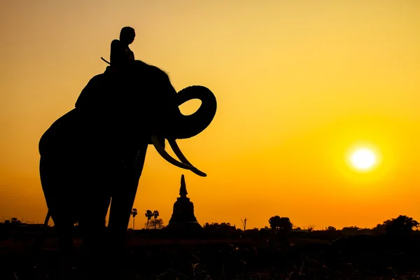 Silueta de acción del elefante en la provincia de Ayutthaya, Tailandia . Fotos de stock