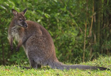 wallaby clipart