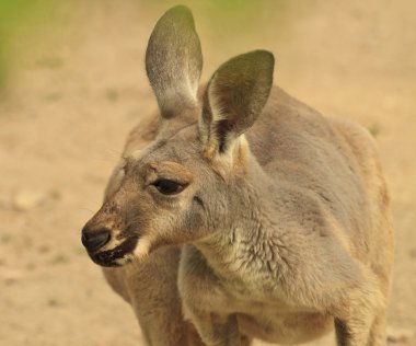 kanguru