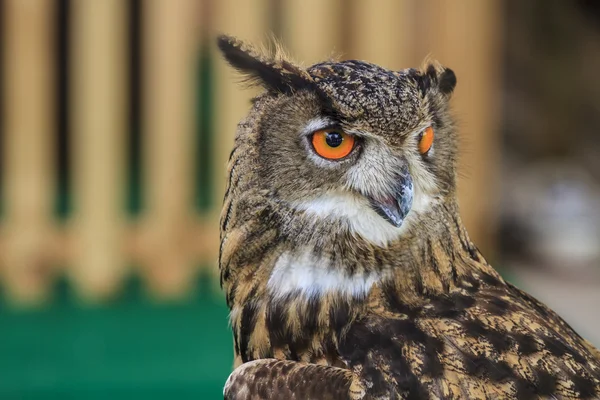 Eurasian Eagle Owl — Stock Photo, Image