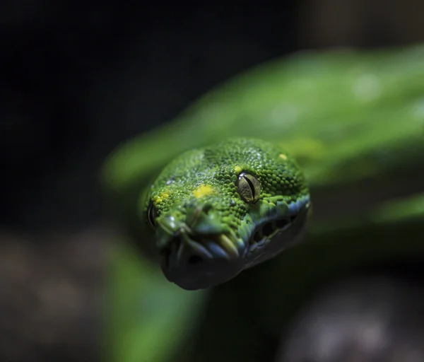 Grüne Schlange. — Stockfoto