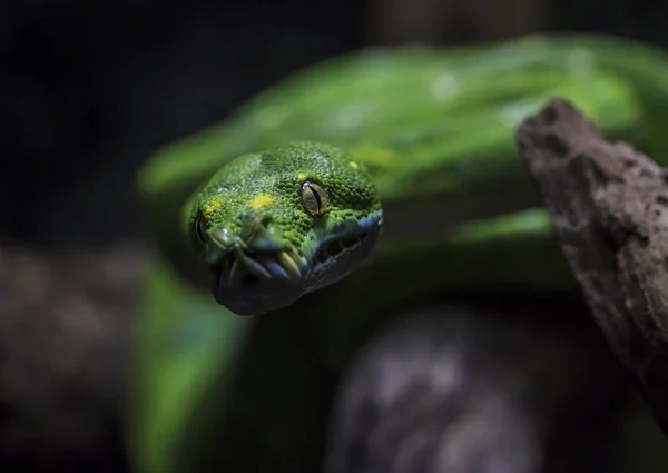 Πράσινο φίδι. — Φωτογραφία Αρχείου