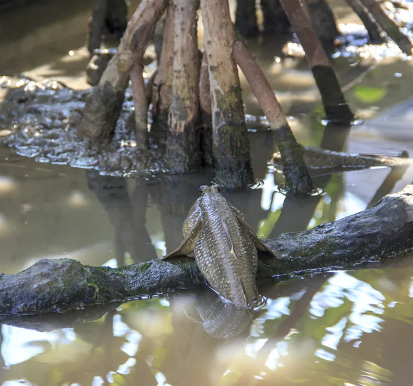 Närbild av mudskipper — Stockfoto
