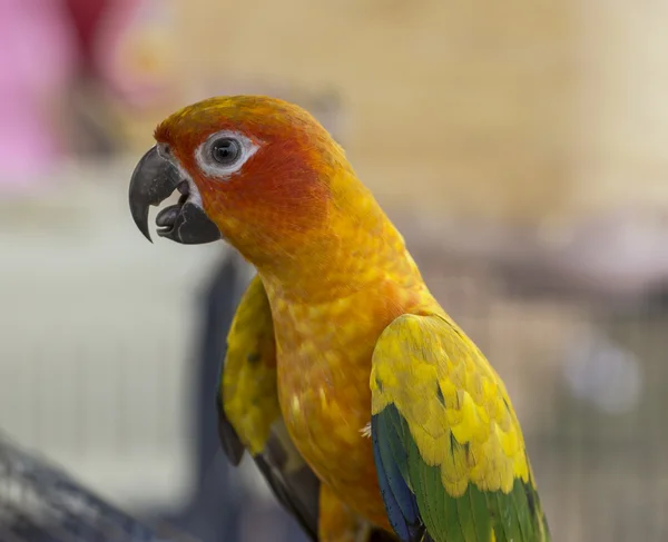 Tropischer gelber Papagei mit grünen Flügeln — Stockfoto