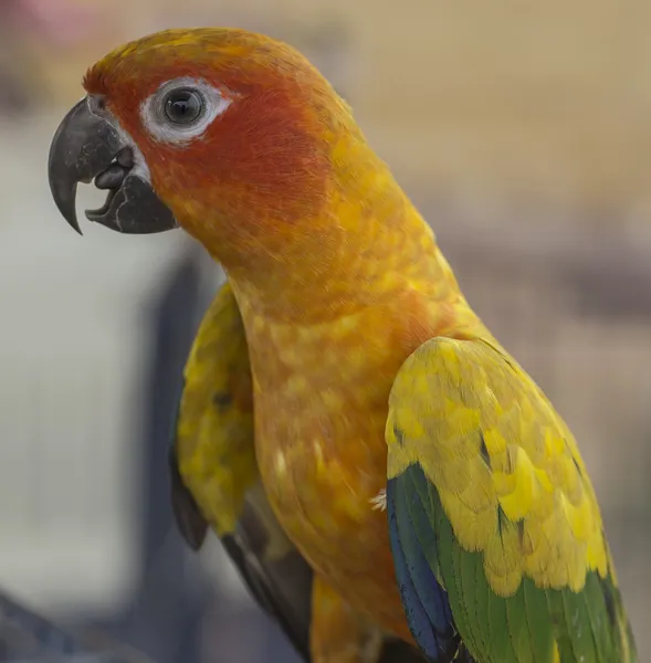 Loro amarillo tropical con alas verdes —  Fotos de Stock