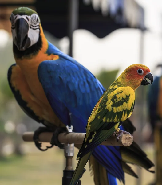 Trópusi sárga papagáj zöld szárnyakkal — Stock Fotó