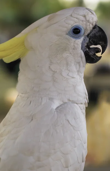 Cockatoo berjambul kuning — Stok Foto