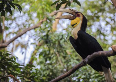 kapaksız horn faturası