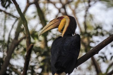 kapaksız horn faturası