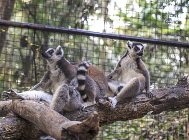Ring-Tailed lemur (Lemur catta) Hayvanat Bahçesi