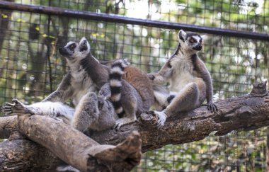 Ring-Tailed lemur (Lemur catta) Hayvanat Bahçesi