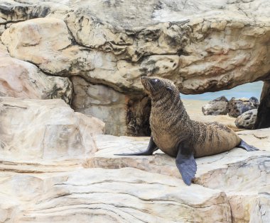 deniz aslanı kayaya anlamına gelir.