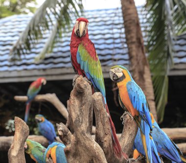 dala tünemiş Amerika papağanı papağan