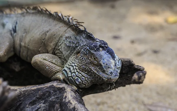 Big iguana — Stock Photo, Image