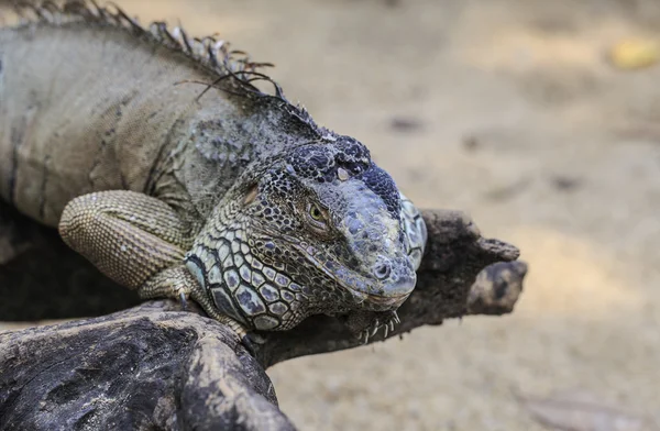 Grande Iguana — Fotografia de Stock