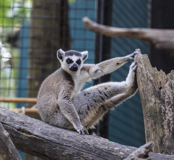Ring-Tailed lemur (Lemur catta) Hayvanat Bahçesi