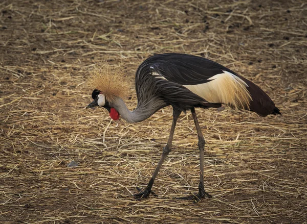 Big Bird CROWNED CRANE (Balearica regulorum) — Stock Photo, Image