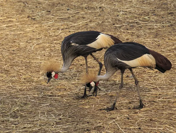 Big Bird CROWNED CRANE (Balearica regulorum) — Stock Photo, Image