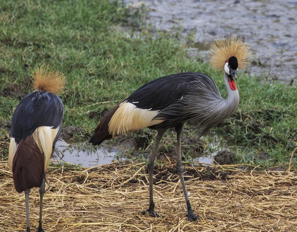 Big Bird CROWNED CRANE (Balearica regulorum) — Stock Photo, Image