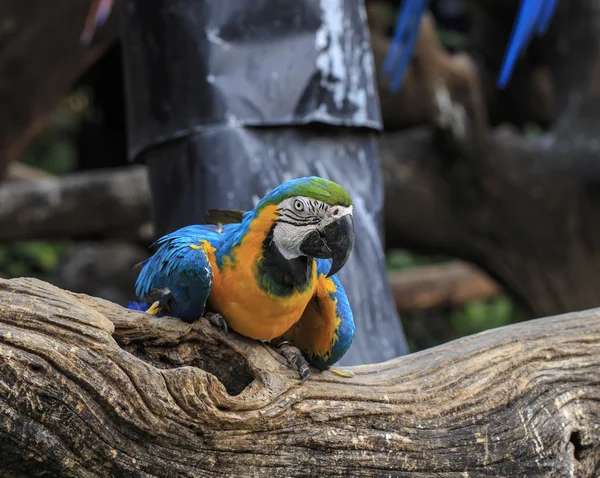 Ara papegojor uppflugen på gren — Stockfoto