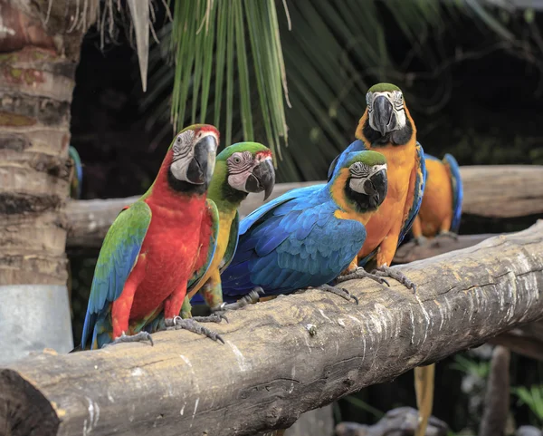 Loros de guacamayo encaramados en la rama —  Fotos de Stock