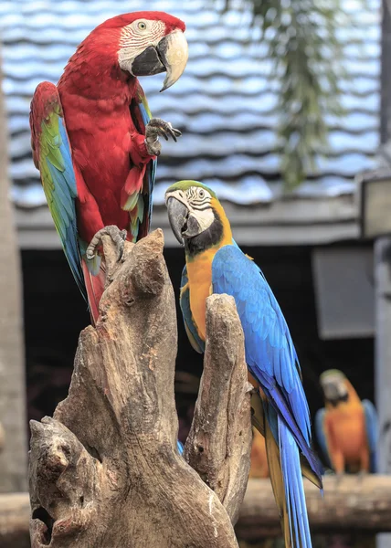 Ara papegojor uppflugen på gren Stockfoto