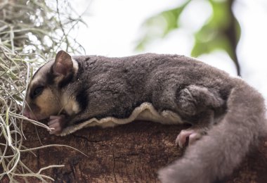 küçük keseli sıçan veya şeker planör