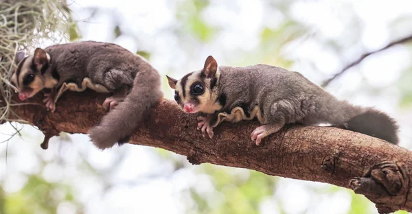 Small possum or Sugar Glider — Stock Photo, Image