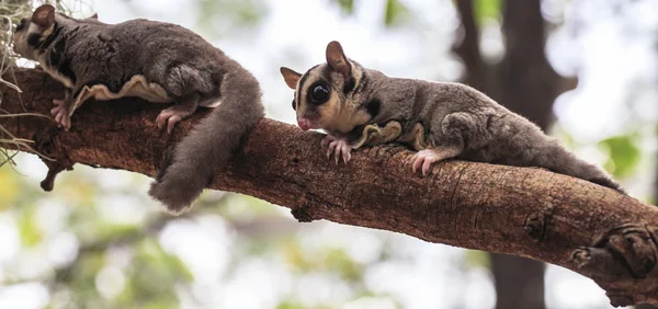 Zarigüeya pequeña o Sugar Glider — Foto de Stock