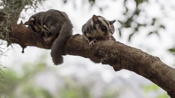 Small possum or Sugar Glider — Stock Photo, Image